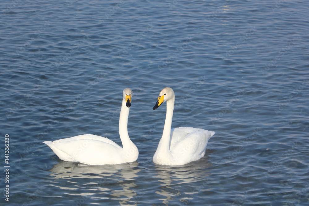 Fototapeta premium Whooper swans swimming in the lake, Altai, Russia