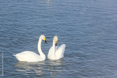 Whooper swans swimming in the lake, Altai, Russia