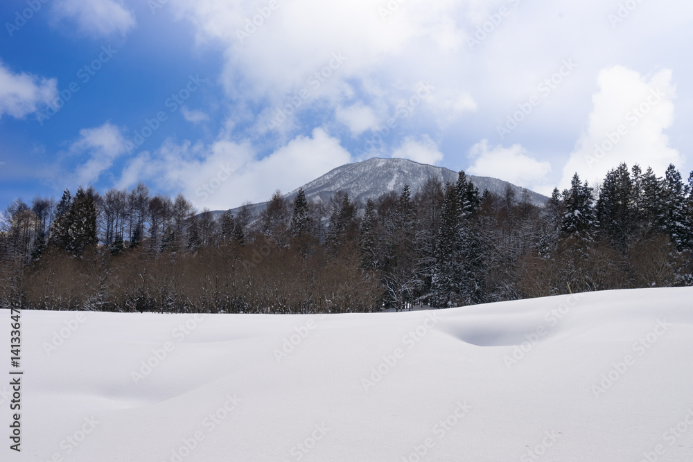 Fototapeta premium 青空と雪化粧した木々