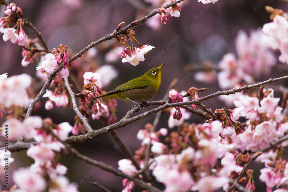The Japanese White eye.The background is winter cherry blossoms. Located in Shinjuku, Tokyo Prefecture Japan. The Japanese White eye.The background is winter cherry blossoms. Located in Shinjuku, Tokyo Prefecture Japan.