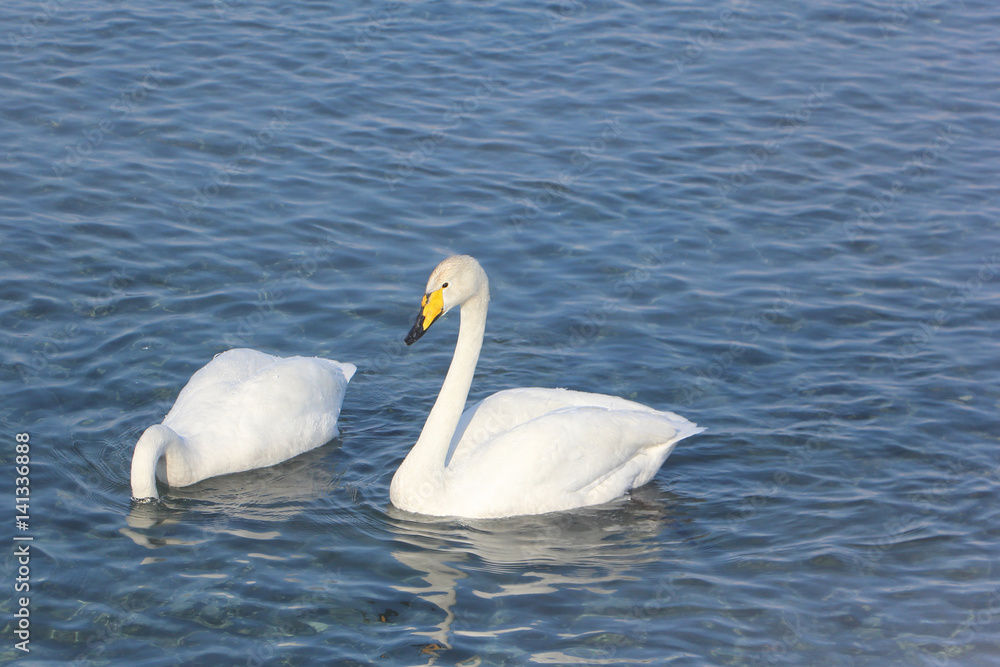 Whooper swans swimming in the lake, Altai, Russia Whooper swans swimming in the lake, Altai, Russia