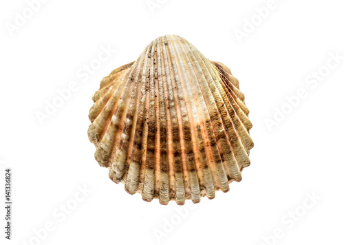 Fresh rough cockle clam (Acanthocardia tuberculata) shell isolated.