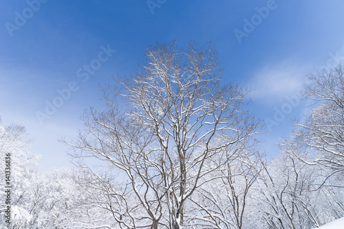 青空と雪化粧した木々