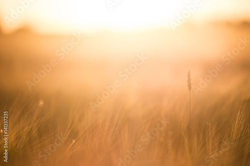 Rye field in the sun