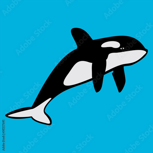 Killer whale  black  white  blue  ocean