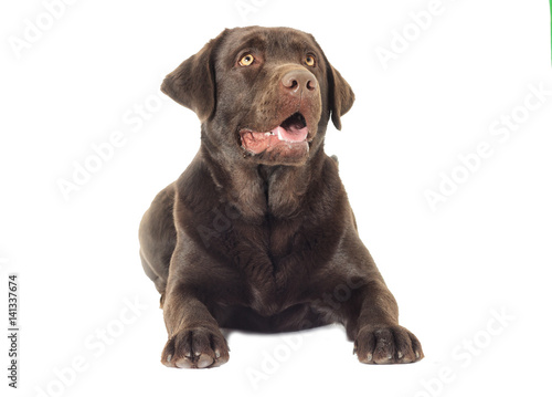 chocolate labrador dog looking