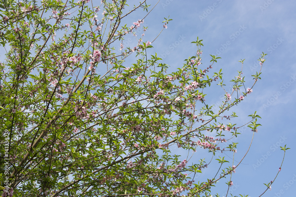 Fototapeta premium Peach Blossoms in Spring in North India
