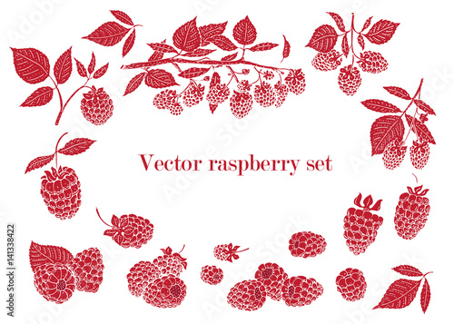 vector raspberry set. Can be use for background, design, invitation, banner, cover. Vintage hand drawn illustrations