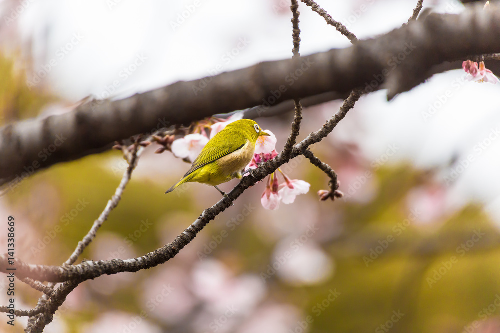 The Japanese White eye.The background is winter cherry blossoms. Located in Shinjuku, Tokyo Prefecture Japan. The Japanese White eye.The background is winter cherry blossoms. Located in Shinjuku, Tokyo Prefecture Japan.