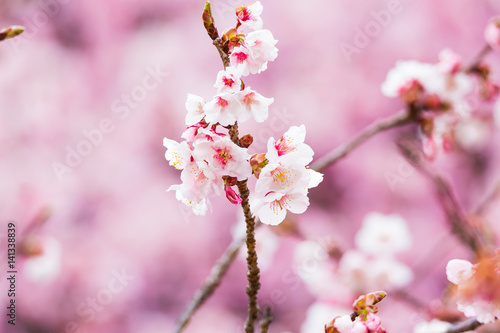 The winter cherry blossoms. © e185rpm