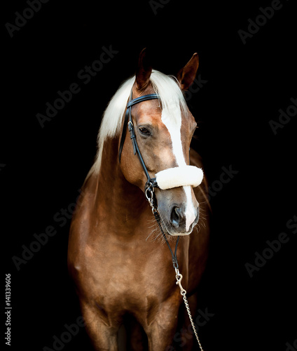 Beauty horses