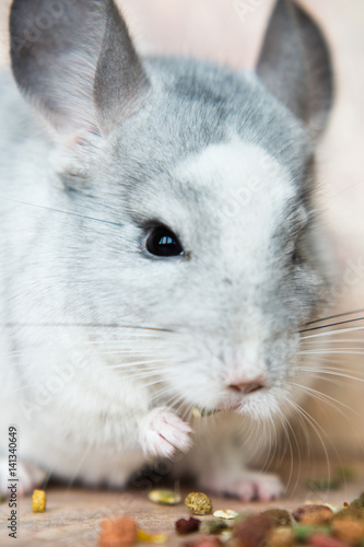 Funny face domestic chinchilla eating seeds