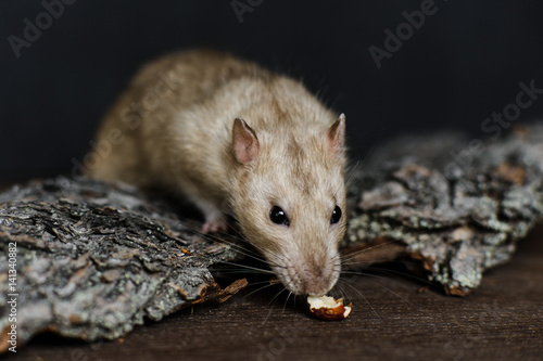 Grey fancy rat trying to reach for nut