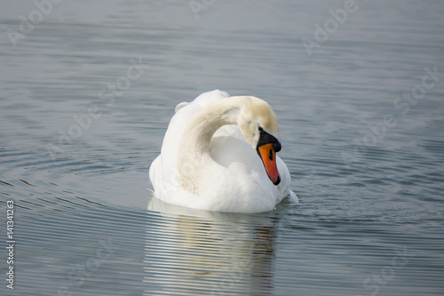 White swan swims in the lake water