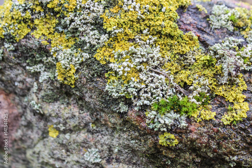 Texture of moss and wet stone as spring background