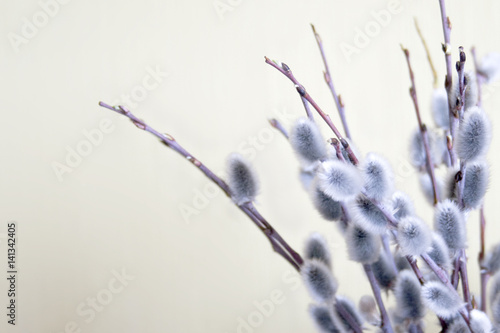 pussy willow branch on light background, side view, eastern mood