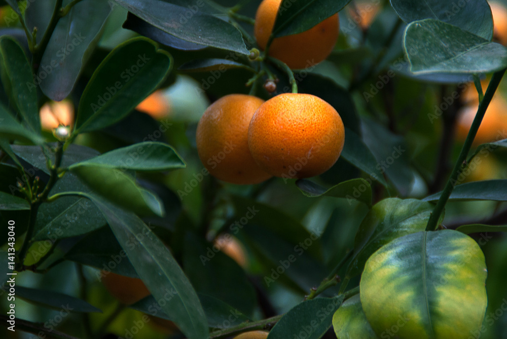  Mandarin orange