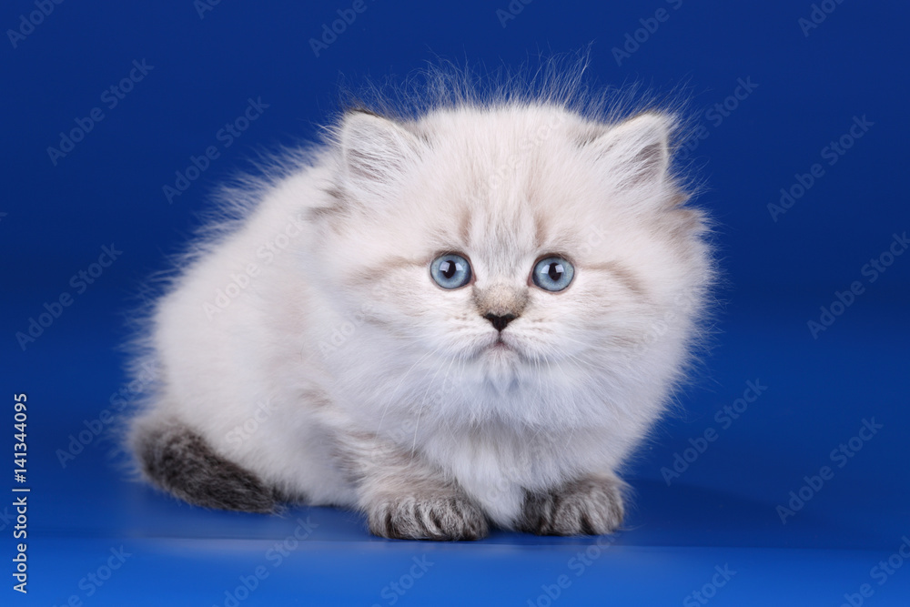 Little fluffy kitten on a blue background