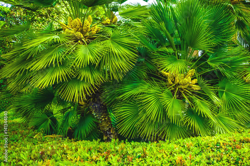 Palm greens sunny day