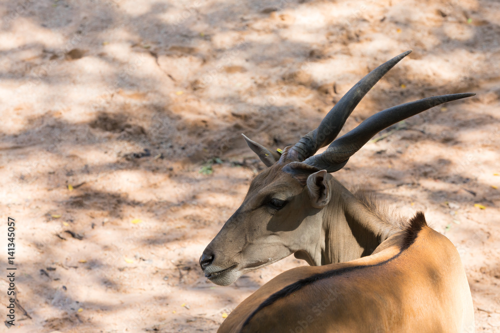 Fototapeta premium head of gazelle on background of sand