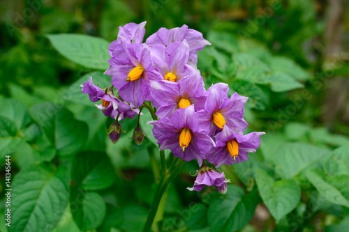 Maris Peer potato plant with purple flowers.