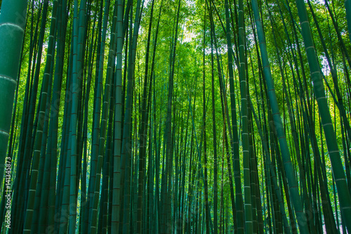 Bamboo forest
