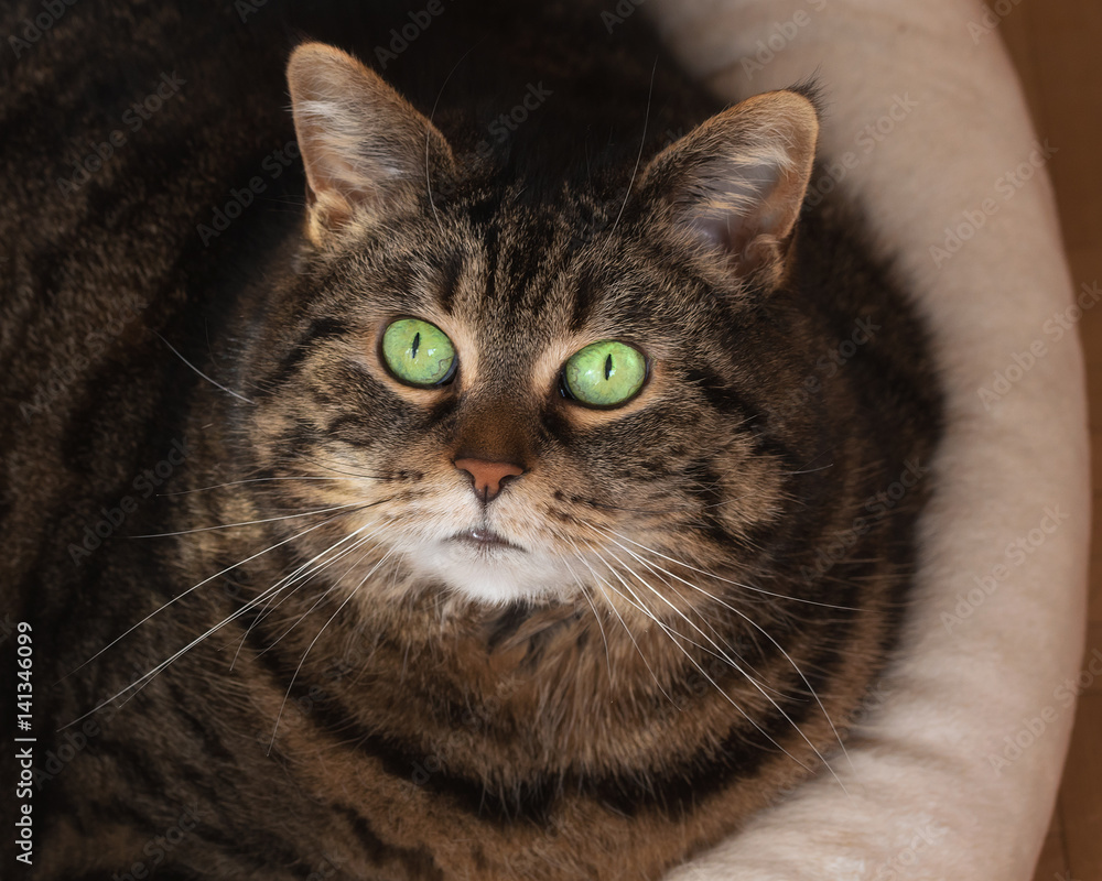 Round tabby cat with big green eyes looking up