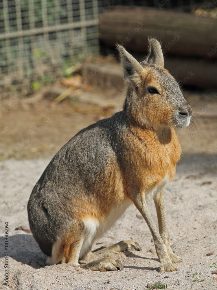 Mara Mara