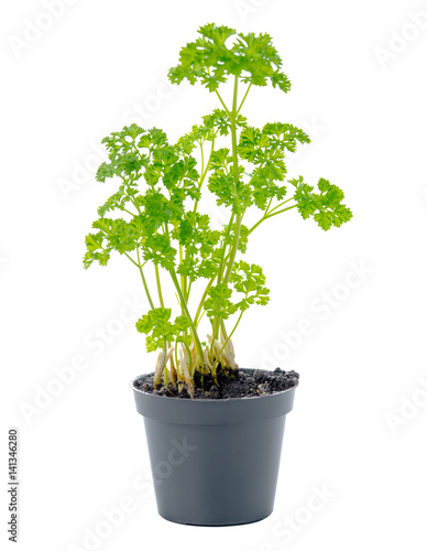 young seedling of fresh green parsley leaves in black flower pot is isolated on white background, close up
