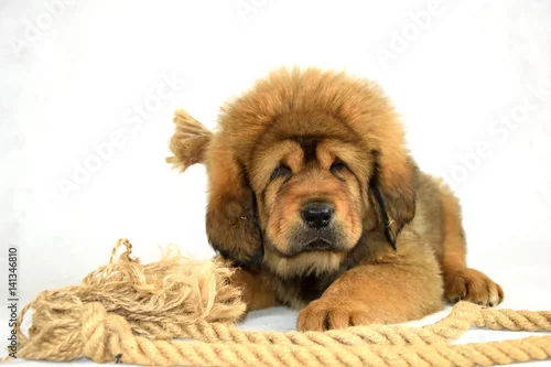 Fototapeta samoprzylepna 0178 - Mastiff Tybetański