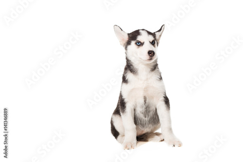 Siberian Husky puppy isolated on a white background © nazarovsergey