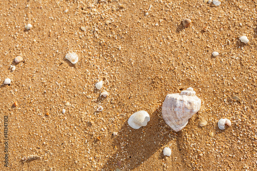 Shell Rapana venosa on the beach