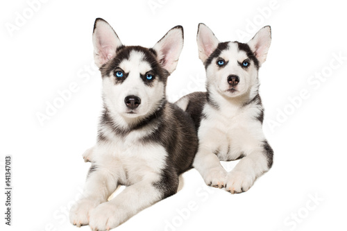 two little cute puppy of Siberian husky dog with blue eyes isolated