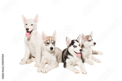 group of happy siberian husky puppies on white