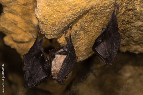 Lesser horseshoe bats (Rhinolophus hipposideros). Trio of rare bats about to take flight in a cave in Somerset, England, UK