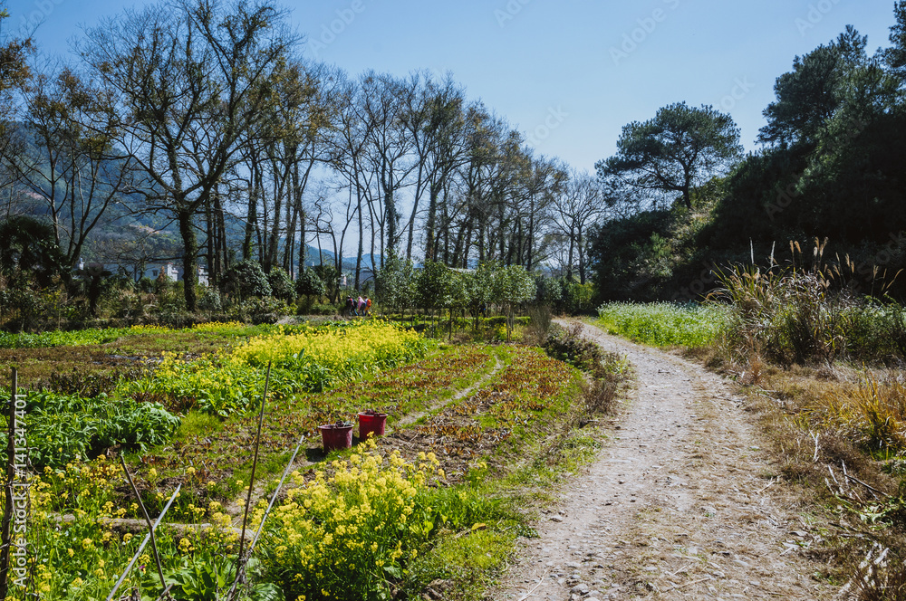 The countryside road scenery