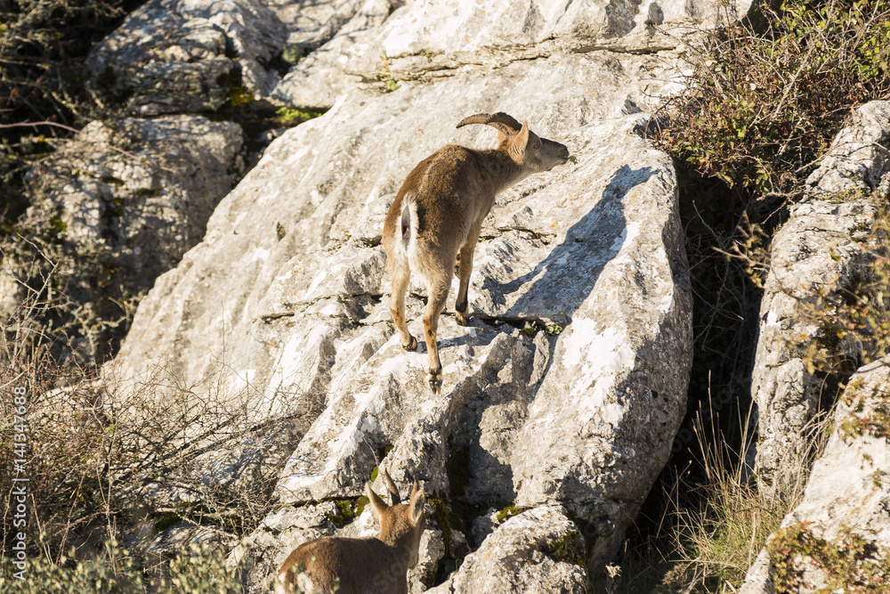 Obraz premium Ibex goat in rocky mountain