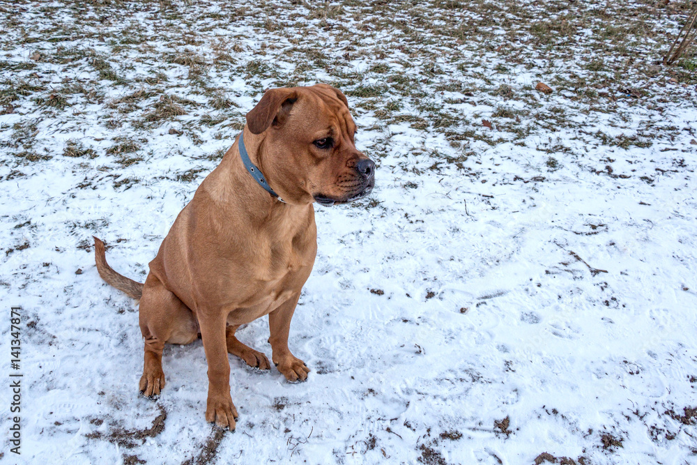 Bullmastiff dog sits on the ground Bullmastiff dog sits on the ground