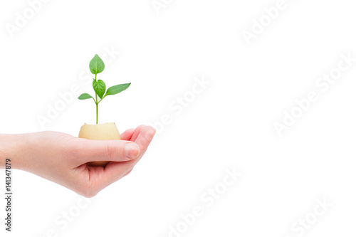 Hand holding a green young plant sprout, isolated on white background with space for adding text