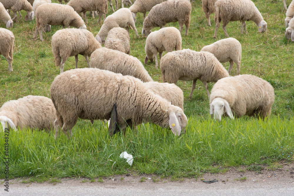 Obraz premium Sheep grazing