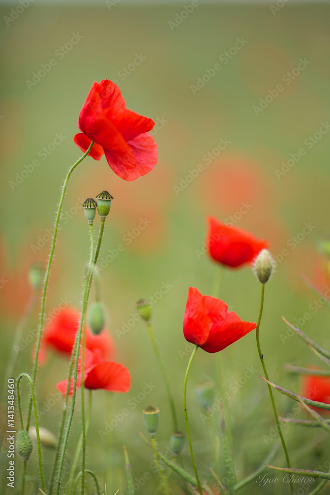 Naklejka premium red poppies