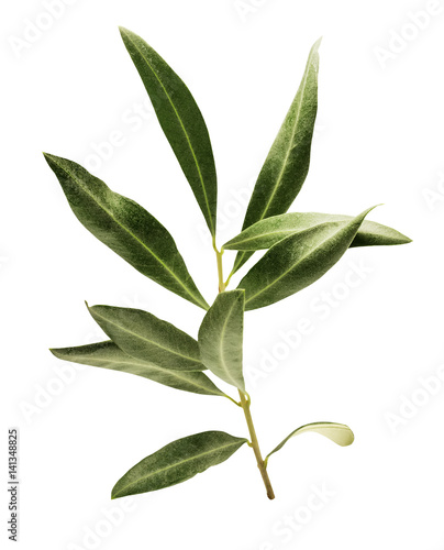 Photo of green olive branch, isolated on white