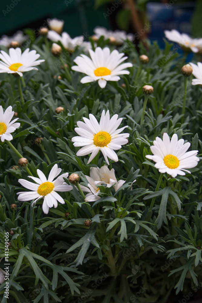 Blumenmeer Blumenmeer