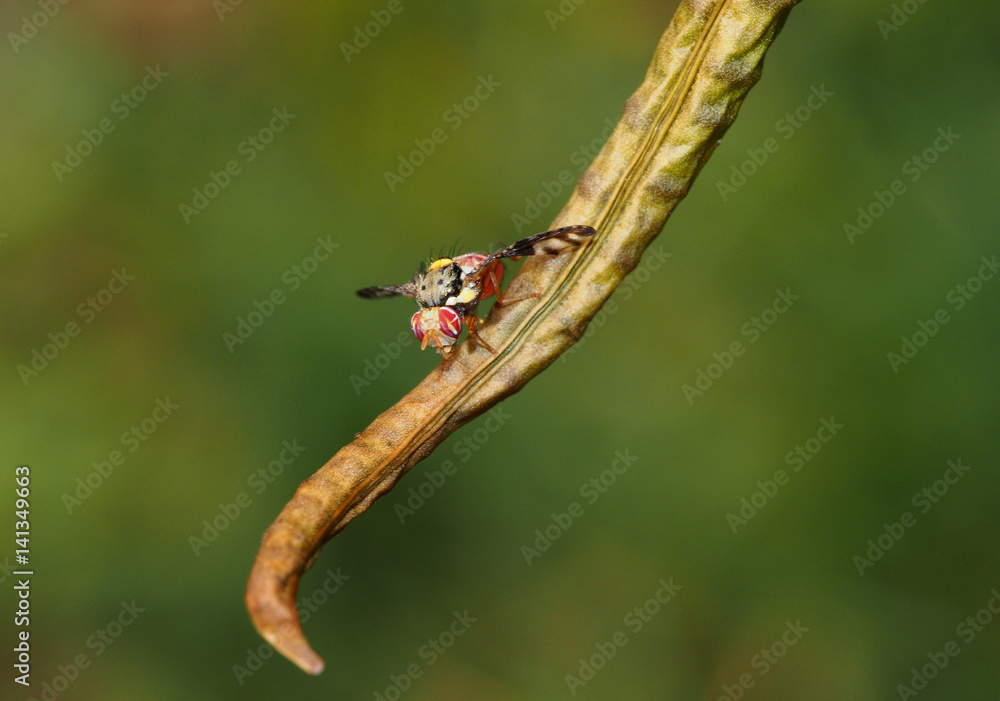 Mauritius hoverfly resting on leaf Mauritius hoverfly resting on leaf