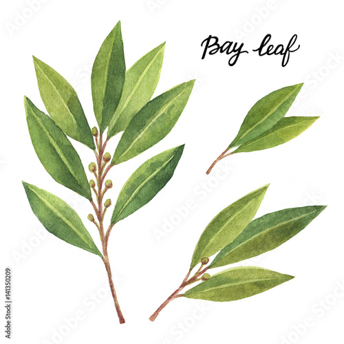 Slika na platnu Watercolor card with Bay leaf isolated on white background.