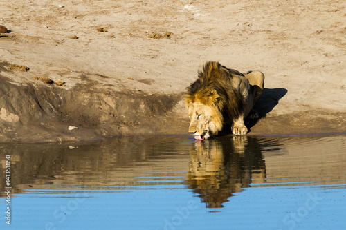 Big Male Lion drinking