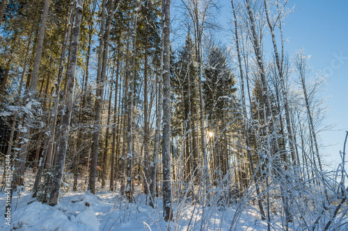 Snow covered trees on an early winter morning with sunlight shining through