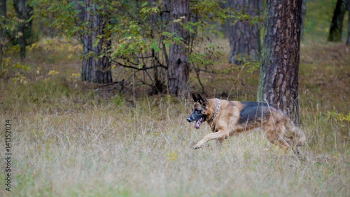 Pets concept - german shepherd dog running in the autumn forest
