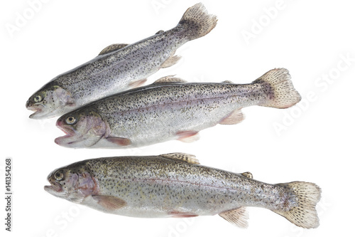 Trout freshly caught in a white white background