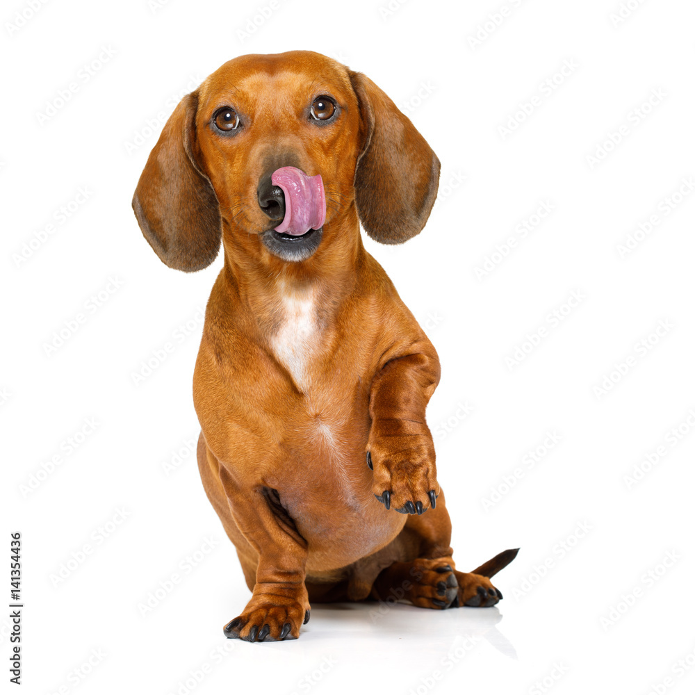 hungry sausage dachshund dog licking with tongue